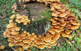 Опята в ленинградской области: лучшие грибные места