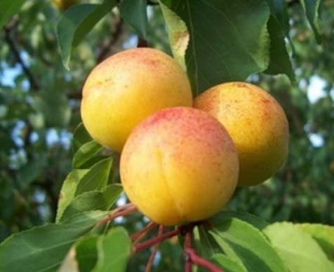 Описание сорта абрикоса «персиковый»: правила посадки и ухода