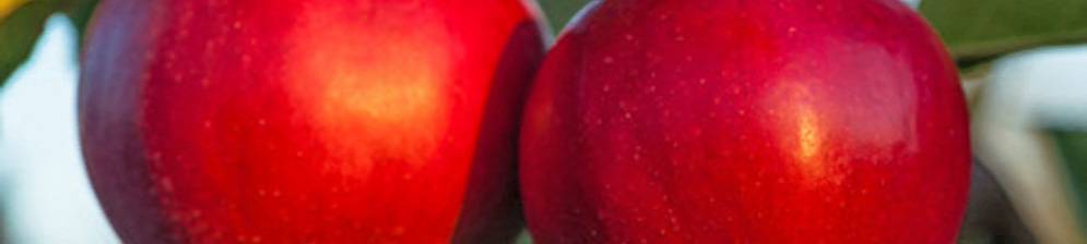 Описание сорта яблони экранное: фото яблок, важные характеристики, урожайность с дерева