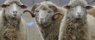 Породы тонкорунных овец: описание, характеристика, разновидности, содержание и уход