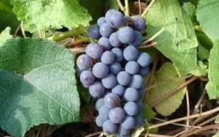 Невероятно устойчивый виноград левокумский - сорта винограда, винные | описание, советы, отзывы, фото и видео