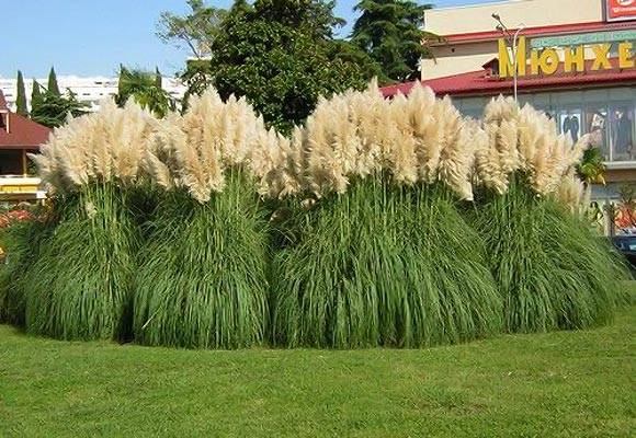Пампасная трава (кортадерия): описание и выращивание из семян