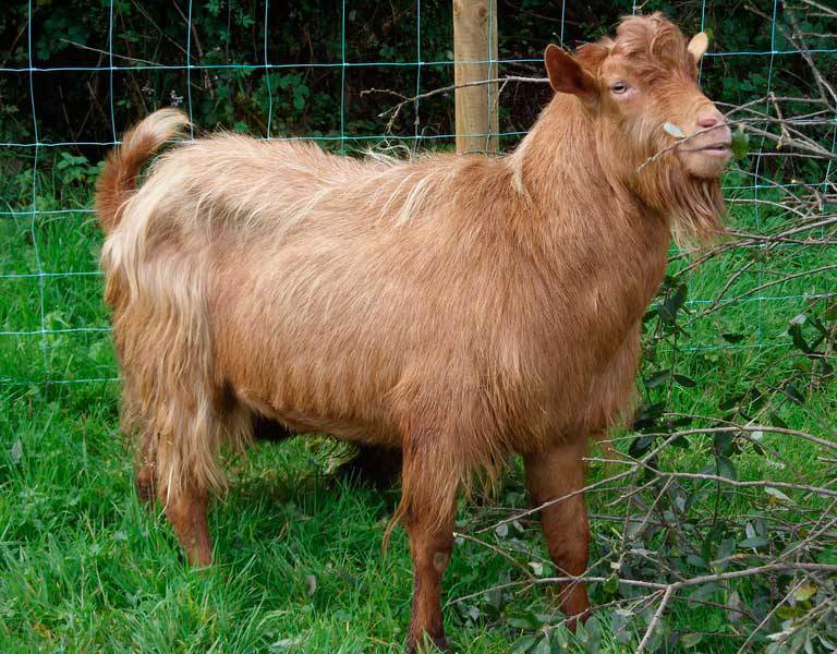 Обморочные козы: почему они падают в обморок при испуге