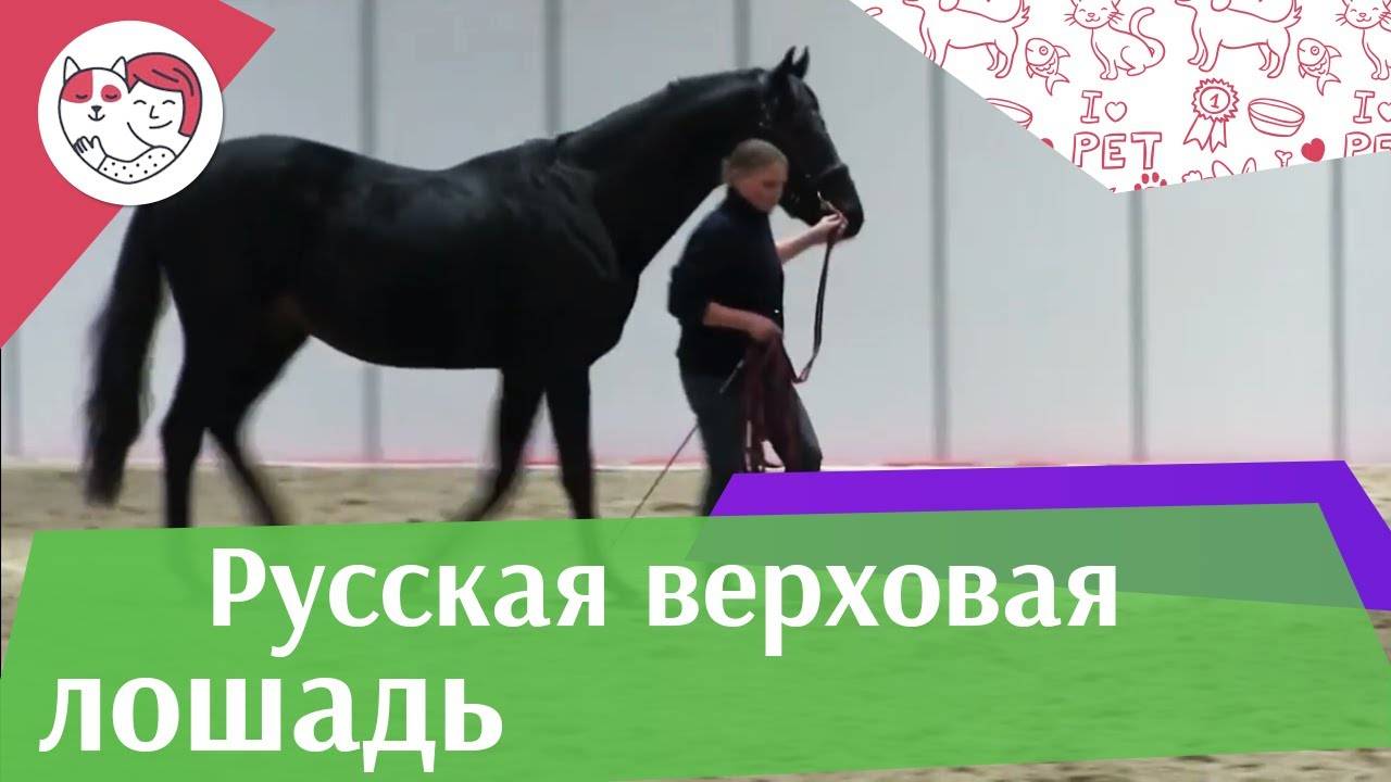 Порода лошадей русский тяжеловоз (18 фото): характеристика породы, описание взрослых коней. инструкция по бонитировке тяжеловозных лошадей