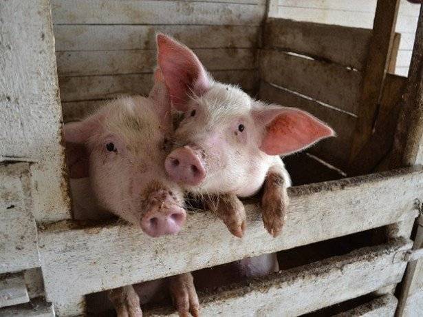 Содержание и уход за свиньями в домашних условиях