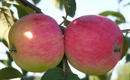 Яблоня мельба: фото и описание сорта