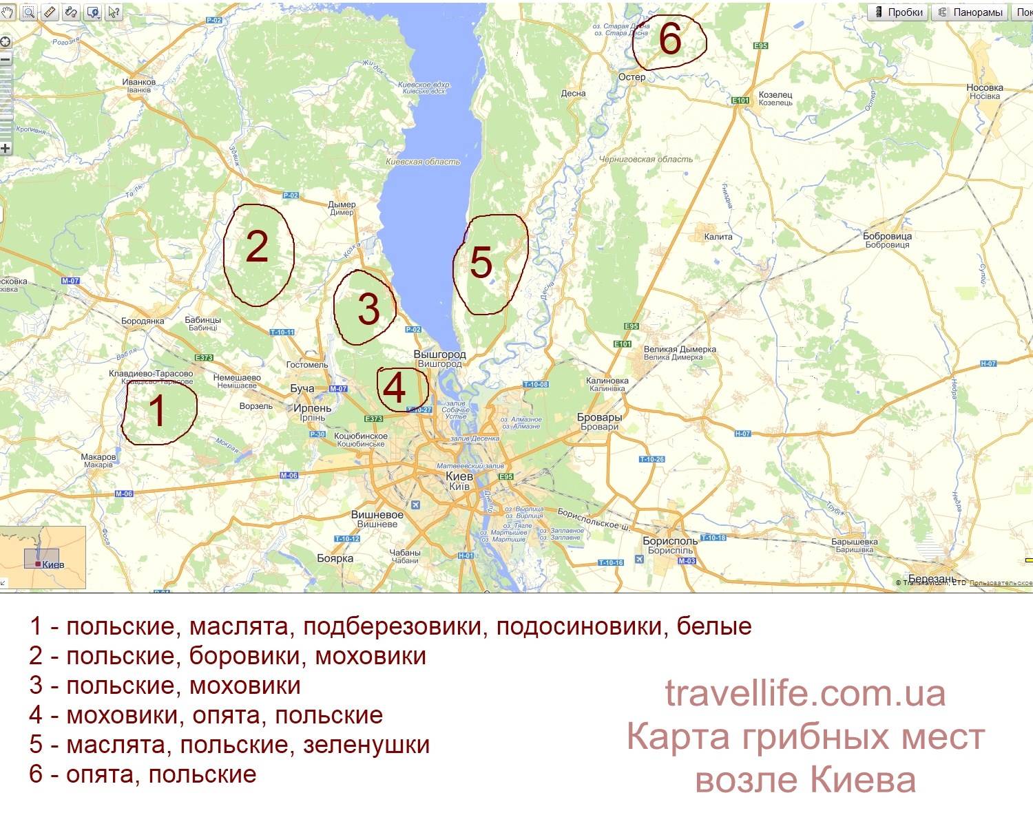 Черничные места в тверской области карта