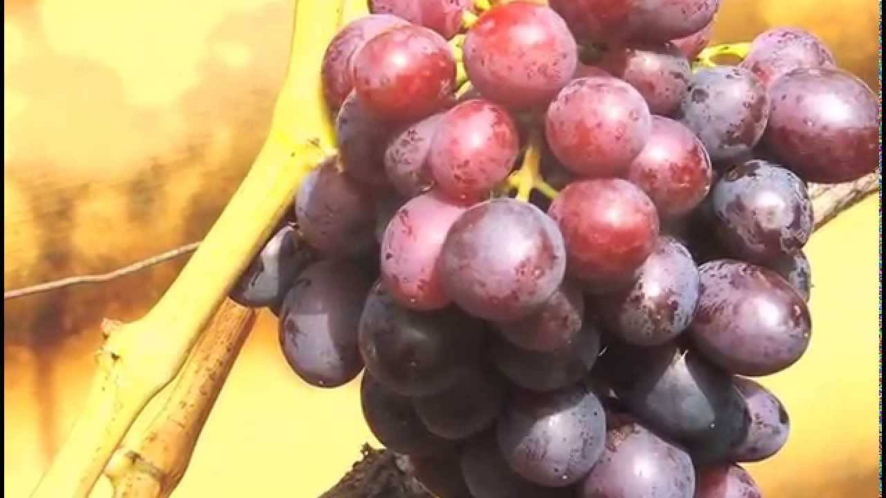 «краса никополя» неприхотливый сорт винограда