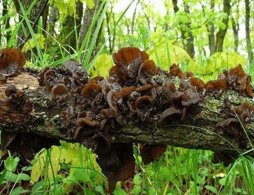 Древесные грибы — польза и вред | польза и вред