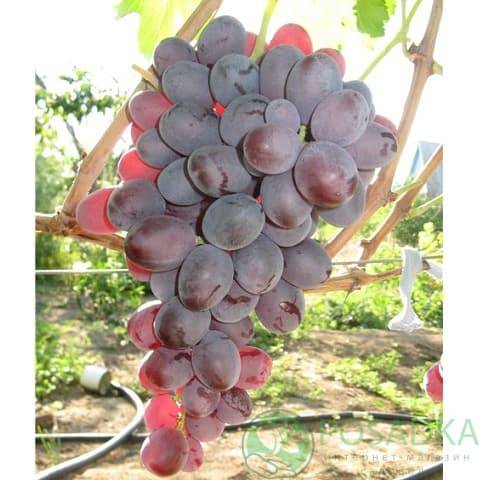 Виноград рубиновый юбилей: краткое описание сорта, основные характеристики, рекомендации по уходу