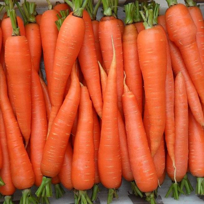 Витамины в моркови: таблица, бжу, какая польза и вред