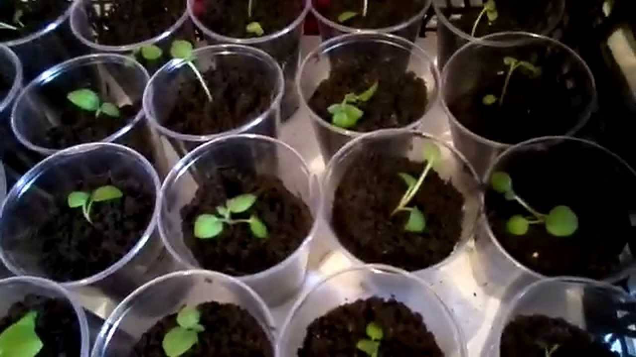 Выращивания картофеля из семян | (фото & видео) +отзывы
