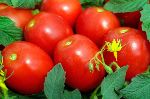 Самые урожайные томаты для подмосковья - в рассаде