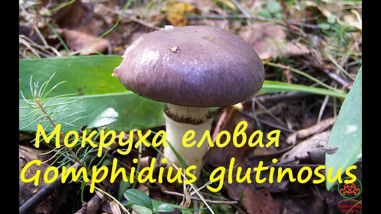 Мокруха еловая – описание гриба. польза и вред