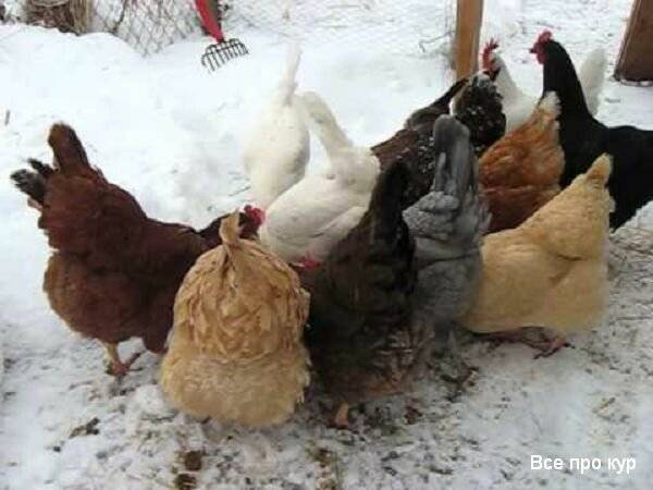 Чем кормить кур зимой чтобы несли яйца? полезные рекомендации