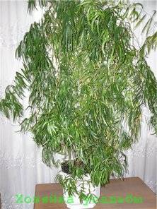 Аспарагус серповидный (фалькатус): фото и подробное описание комнатного растения, а также особенности ухода за ним в домашних условиях