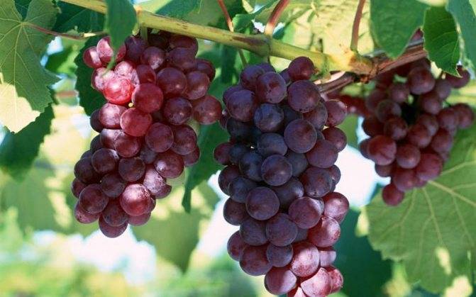 Чем полезны листья винограда изабелла. виноград изабелла и лидия – реальная польза и надуманный вред