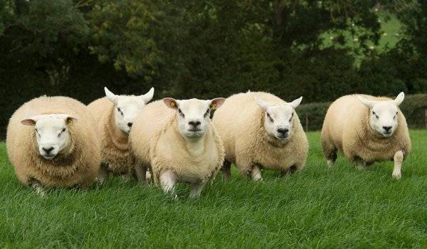 Овцы породы тексель