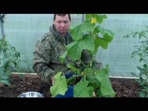 Выращивание огурцов в теплице