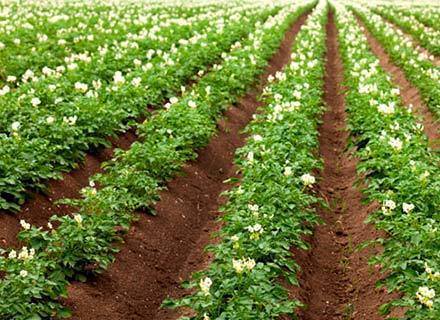 Выращивание картофеля по голландской технологии: правила и схема посадки с видео