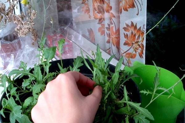 Выращивание рукколы на собственном подоконнике
