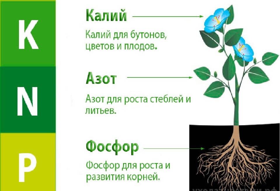 Домашние удобрения для комнатных растений: топ-20 средств!