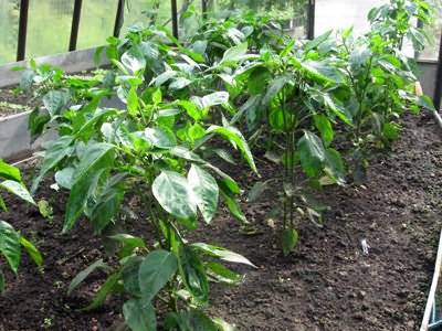 Как вырастить болгарский перец в теплице из поликарбоната: нюансы выращивания, посадки и ухода