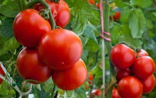 Как правильно подкармливать куриным пометом, какие растения и когда приготовление раствора