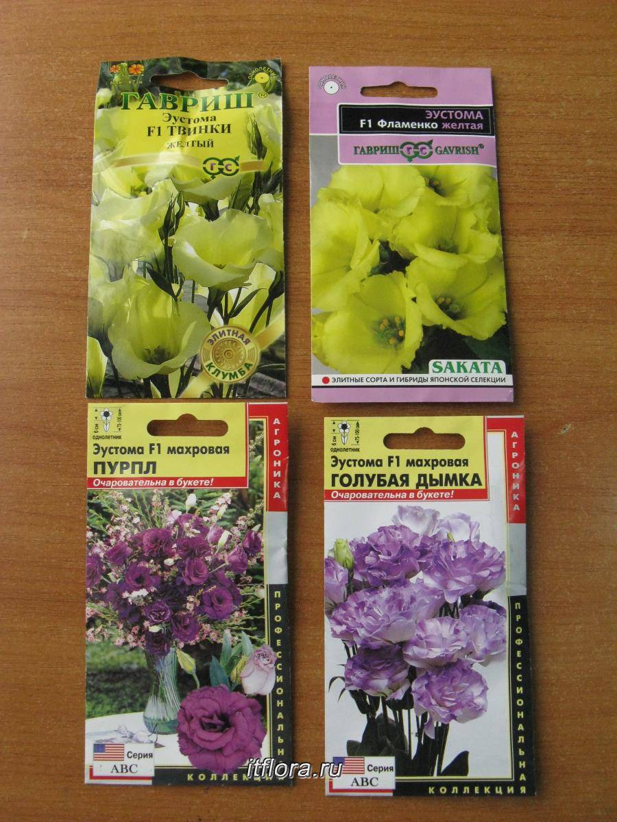 Эустома (лизиантус): выращивание и содержание цветов в домашних условиях
