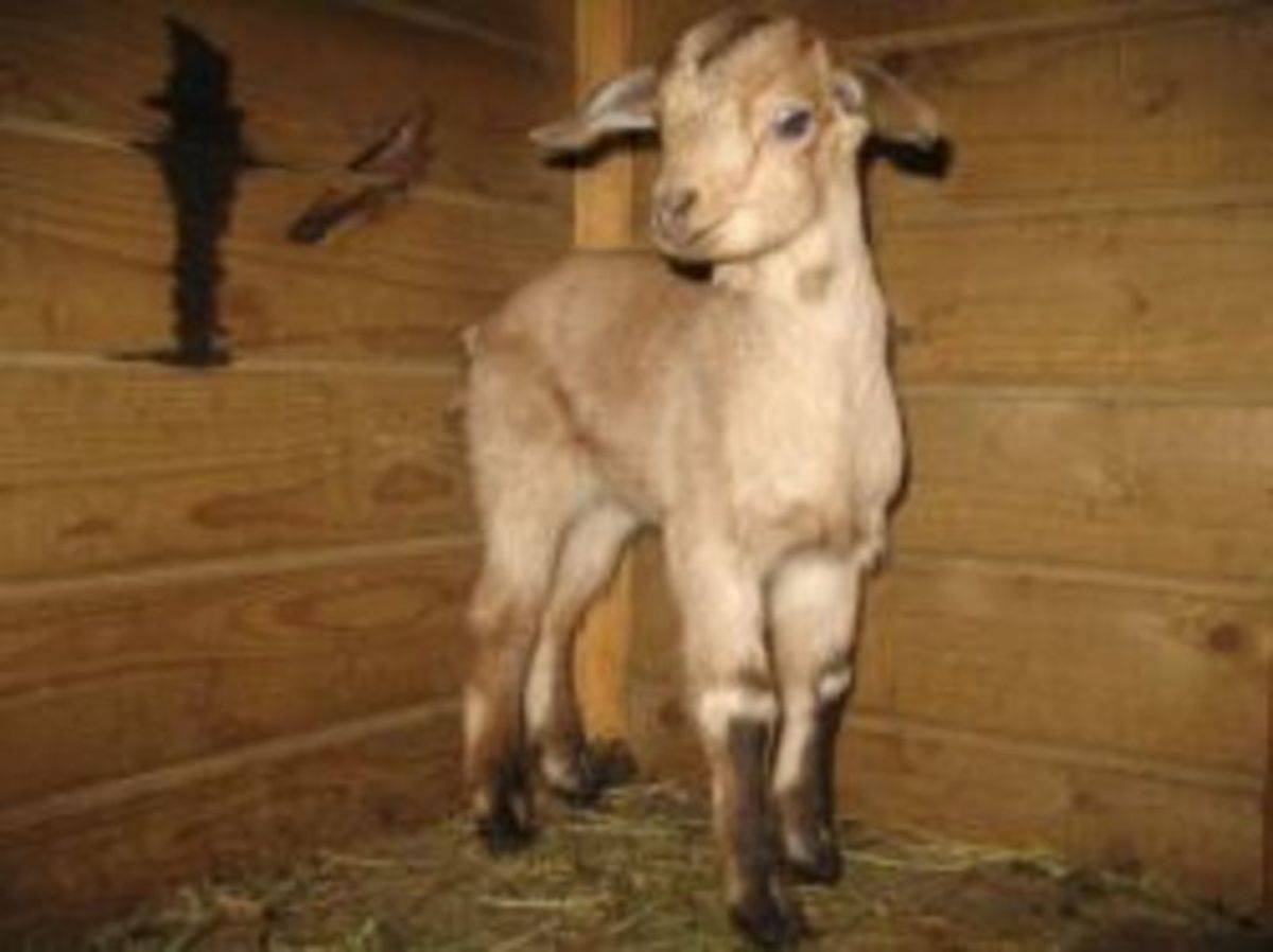 Горная коза: особенности и описание пород