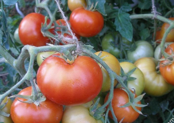 Домашний огород: томат агата