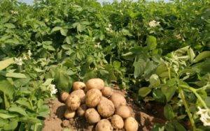 Неприхотливый сорт картофеля — лабадия. описание, фото и советы по выращиванию