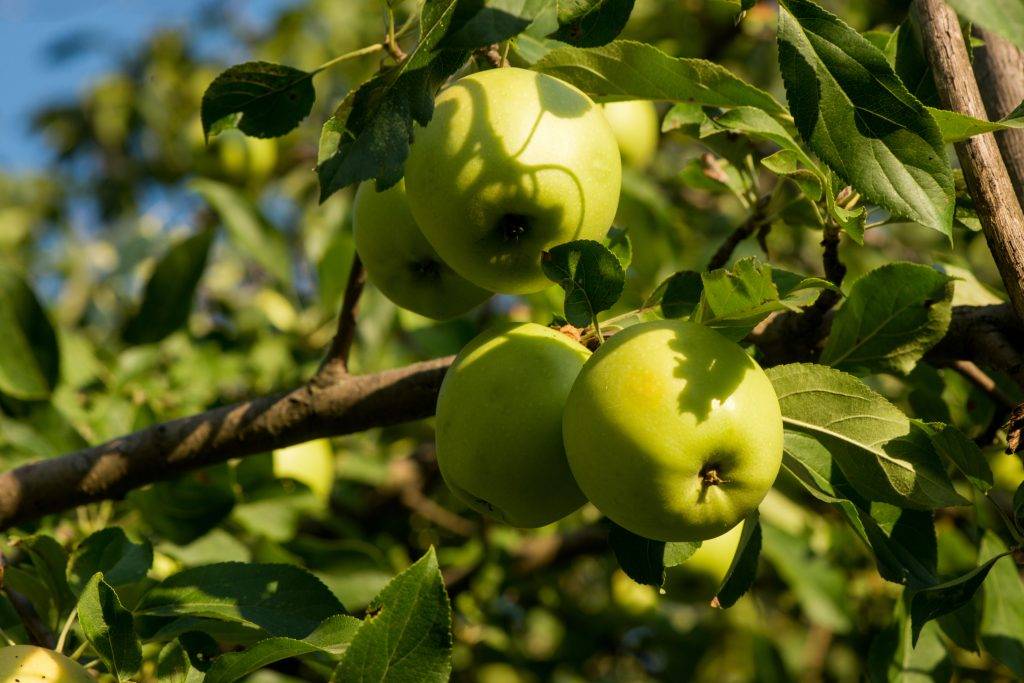 Полив яблонь – как правильно составить график ухода во время плодоношения? + видео