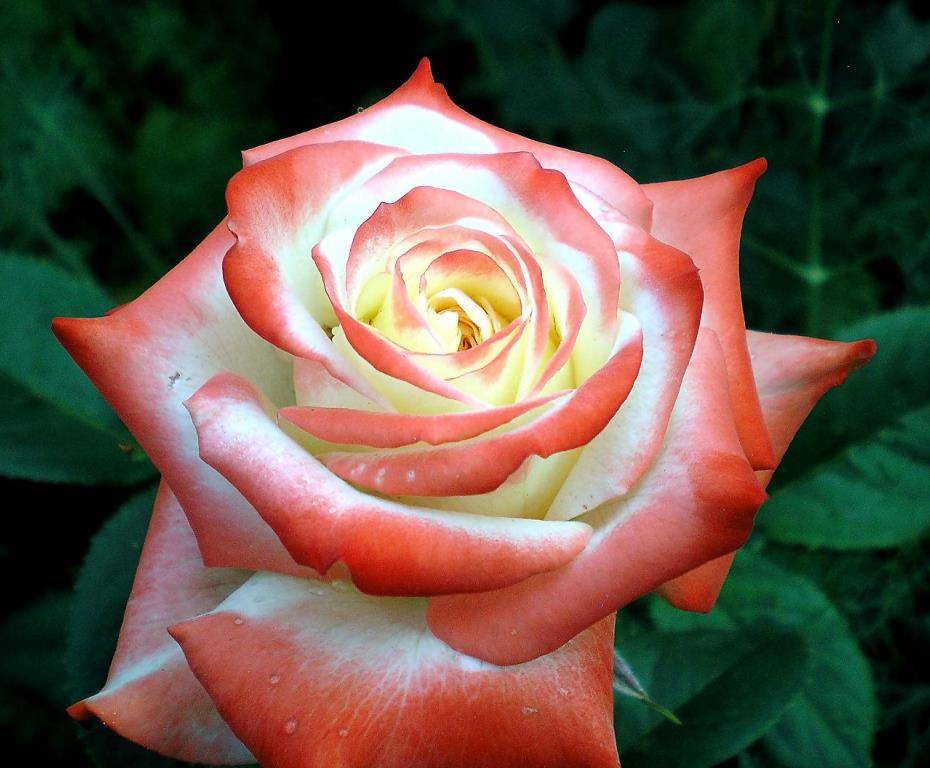 Роза императрица фарах (imperatrice farah): фото, отзывы, описание, характеристики.