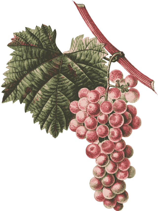 ✅ виноград фавор: описание сорта, фото, отзывы - tehnoyug.com