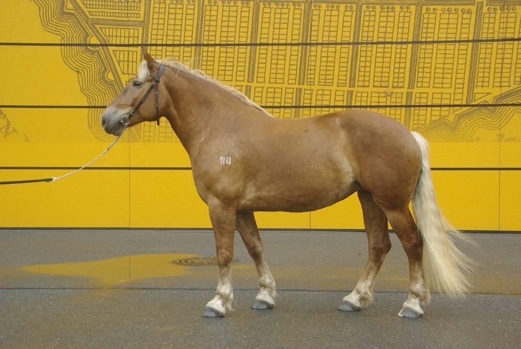 Кабардинская порода лошадей (28 фото): характеристика породы и история ее происхождения. особенности разведения и содержания