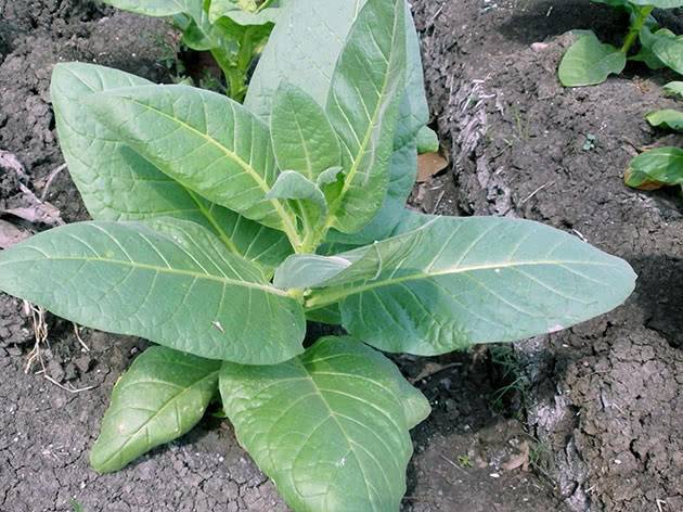 Выращивание табака в домашних условиях: пошаговая инструкция