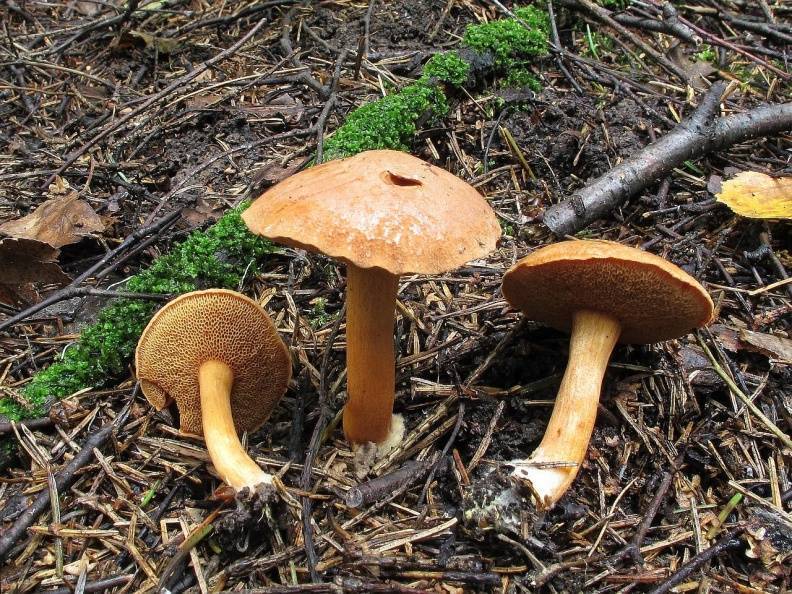 Перечный гриб: съедобный или нет, описание, фото