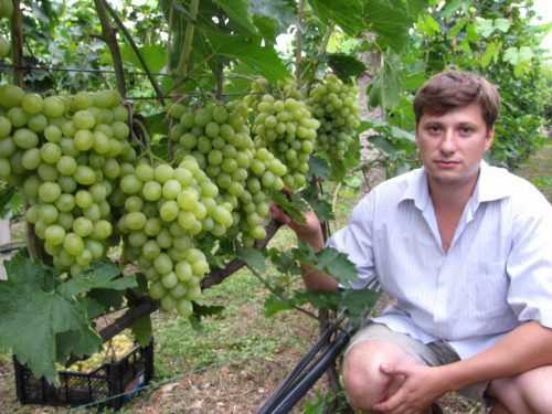 Усовершенствованный и масштабный сорт винограда «новый подарок запорожью»
