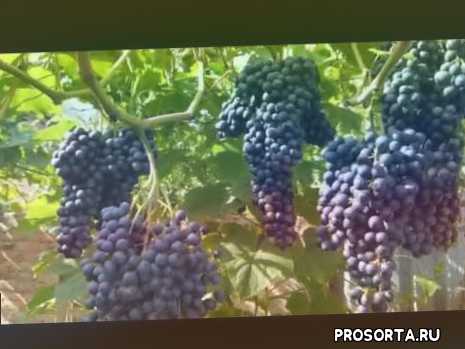 Виноград краса балок: описание сорта , фото, урожайность и отзывы