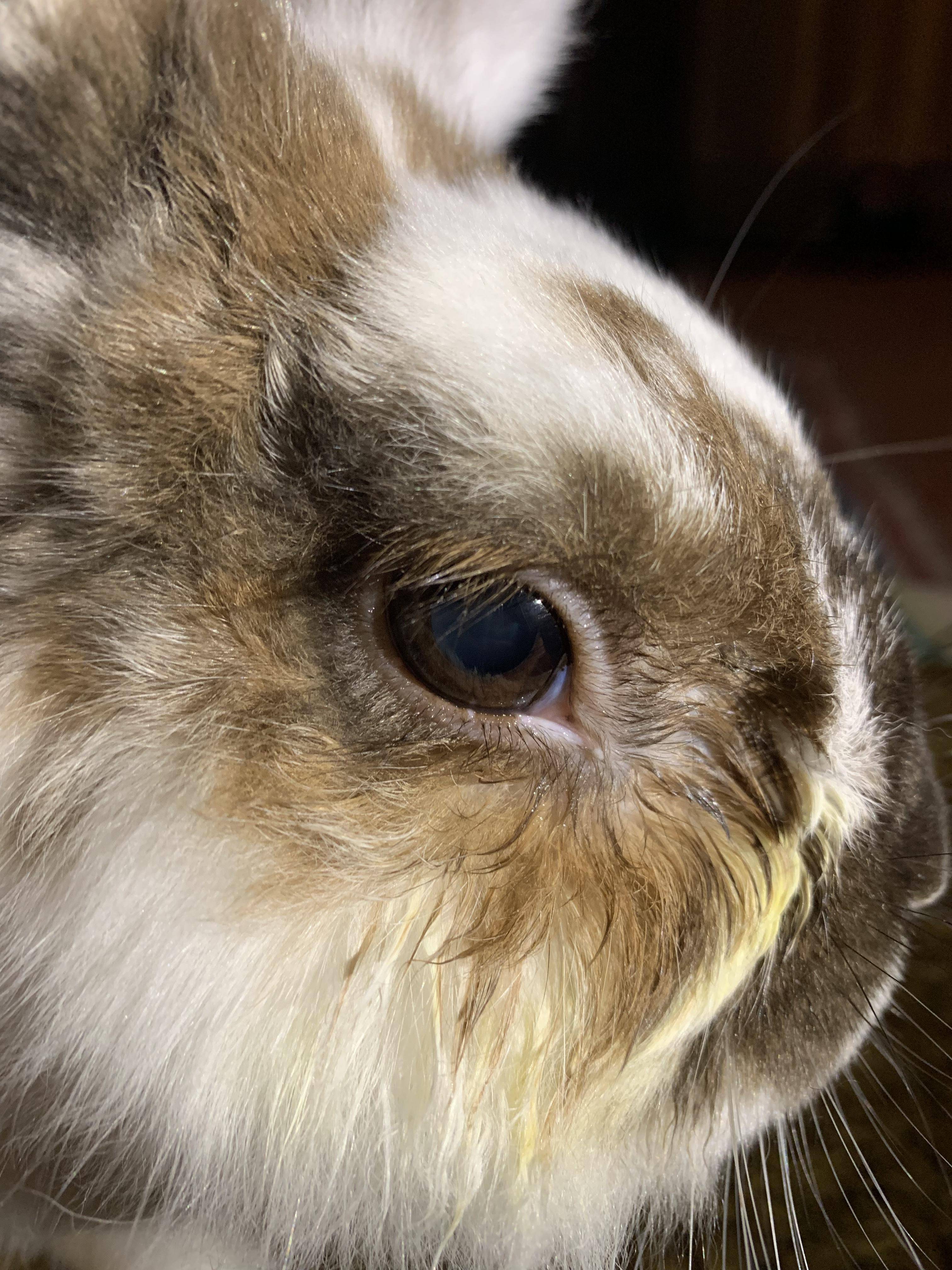 Почему у кролика могут слезиться глаза