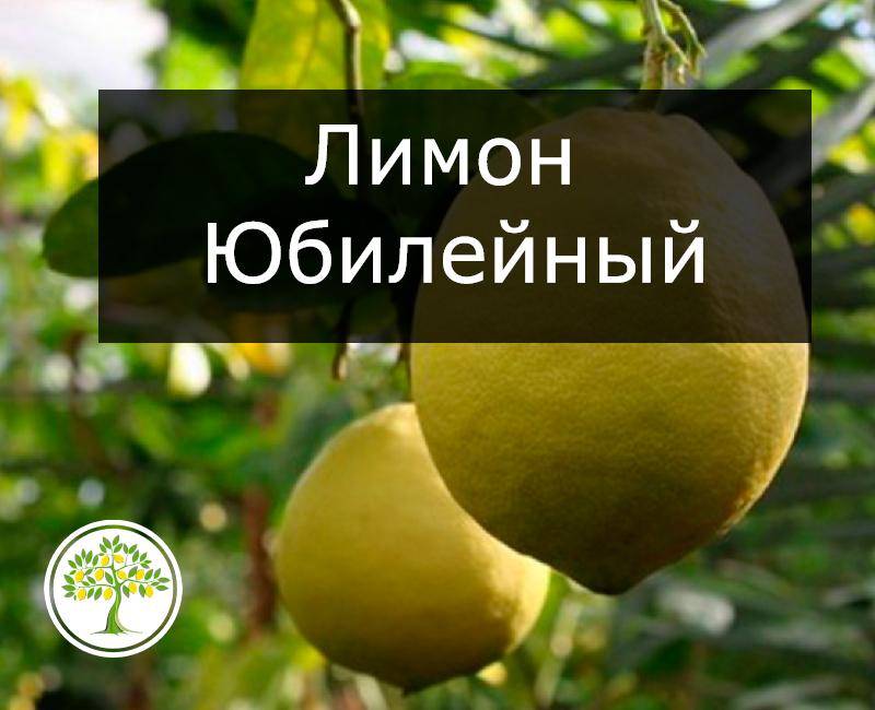 Домашний лимон: посадка и уход, выращивание из косточки, как привить