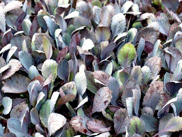 У капусты фиолетовые листья: что делать и в чем причина