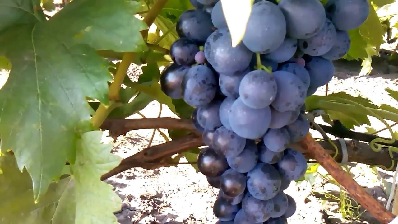 Ароматный и сладкий виноград «августа»