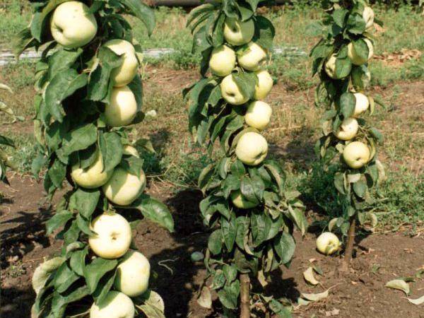 Сортовые особенности яблони Медок