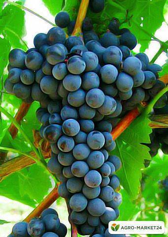 Сорт винограда триумф - сорта винограда, столовые | описание, советы, отзывы, фото и видео