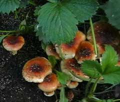 Строение грибов. грибы-паразиты, симбионты, сапротрофы. строение грибницы (мицелия), способы питания. плодовые тела, гименофор.