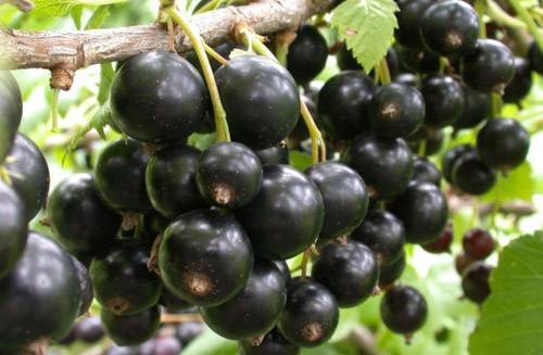 Сорт черной смородины «Добрыня»: описание, фото, отзывы