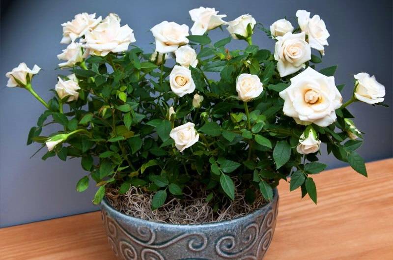 Комнатная роза – условия для ухода в домашних условиях, выбор цветка в магазине. как бороться с болезнями и вредителями