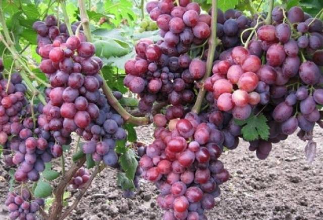 Ранний сорт винограда заря несвятая